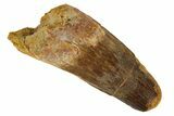 Spinosaurus Tooth - Robust Tooth #189243-1